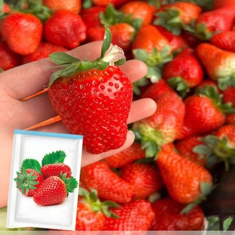 Cream Strawberry Seeds