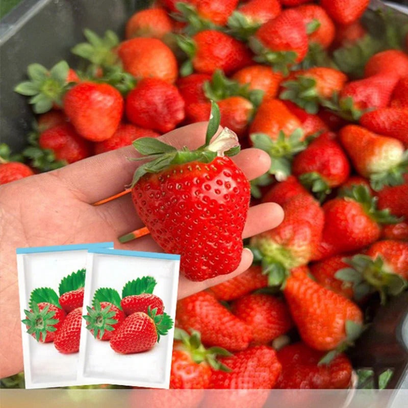 Cream Strawberry Seeds