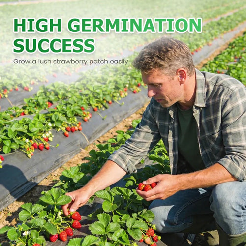 Cream Strawberry Seeds