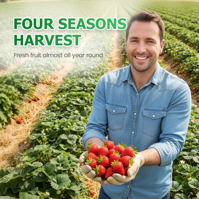 Cream Strawberry Seeds